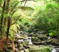 Indigenous New Zealand Bush